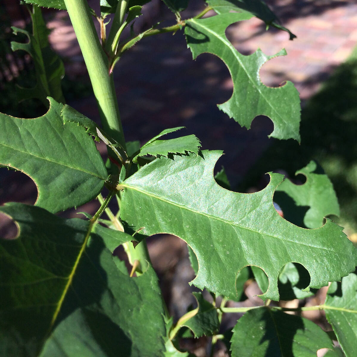 (Norma Vally) Large holes in your leaves are likely caused by leafcutter bees. They are essenti ...