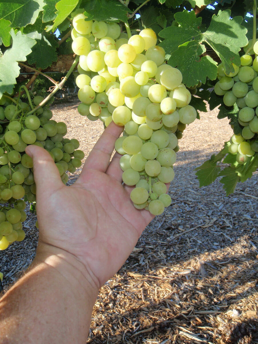 (Photo courtesy Bob Morris) To increase the size of individual grapes, it is important to limit ...