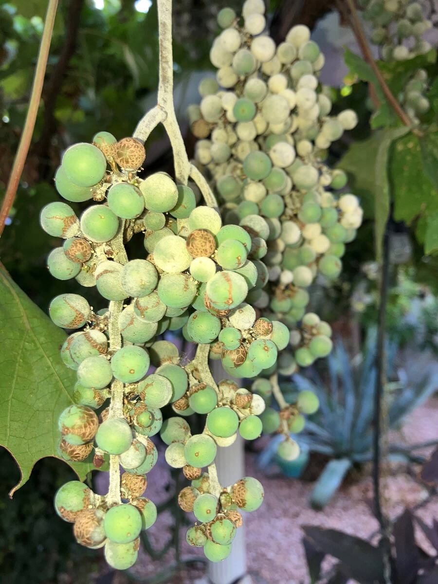 (Photo courtesy Bob Morris) These Red Flame grapes are showing signs of disease, which should h ...