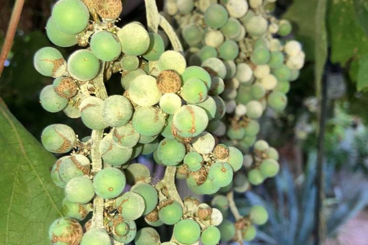 (Photo courtesy Bob Morris) These Red Flame grapes are showing signs of disease, which should h ...