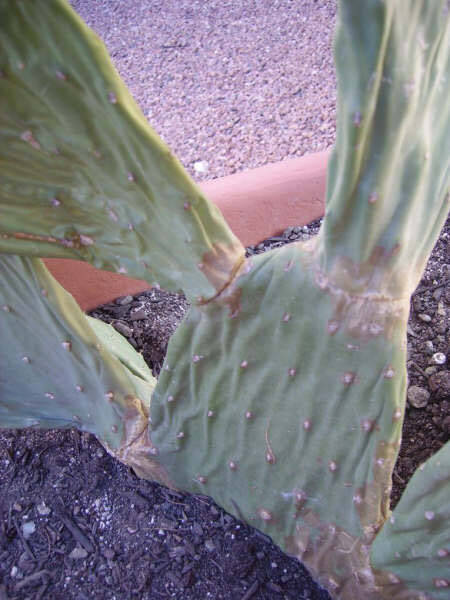 (Photo courtesy Bob Morris) The pads of this nopal (Opuntia spp.) are shriveling due to a lack ...