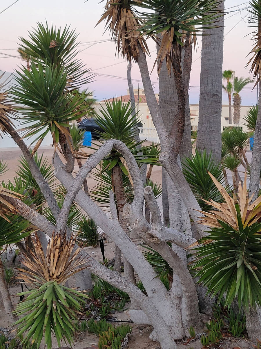 (Photo courtesy Bob Morris) Bent limbs, such as on this yucca, are usually caused by overwatering.