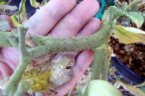 (Photo courtesy Bob Morris) The black dots on the stem of this tomato plant is insect fecal matter.