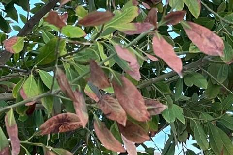 (Photo courtesy Bob Morris) The leaves on this bay laurel tree are showing signs of drought. As ...