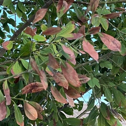 (Photo courtesy Bob Morris) The leaves on this bay laurel tree are showing signs of drought. As ...