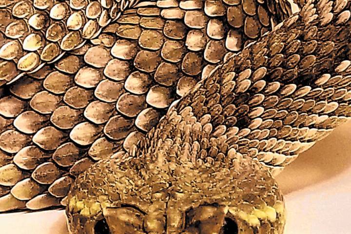(Boulder City Review file photo) A Mojave green rattlesnake has the most potent venom of any ra ...