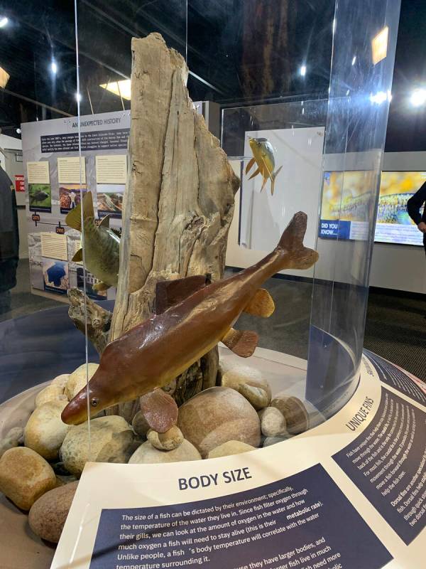 (Boulder City Review file photo) A display inside the newly remodeled visitor center at the Lak ...