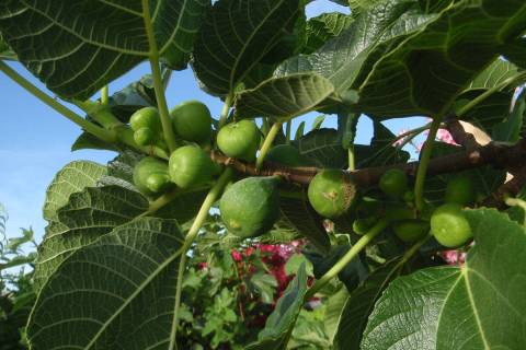 (Photo courtesy of Bob Morris) This fig tree has a “briba” or early crop along wi ...
