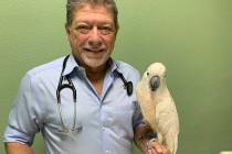 (Boulder City Review file photo) Dr. Dominic Cacioppo, who specializes in exotic animals and pr ...