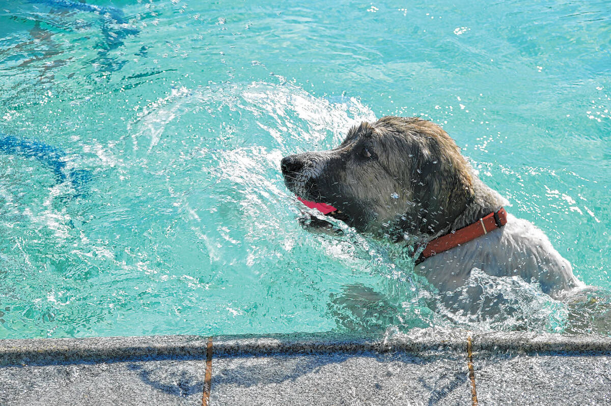 (Boulder City Review file photo) The annual Soggy Doggy Pool Pawty returns to the Boulder City ...