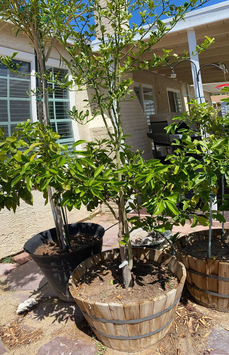 (Photo courtesy Bob Morris) This navel orange tree has a root sucker that needs to be removed. ...