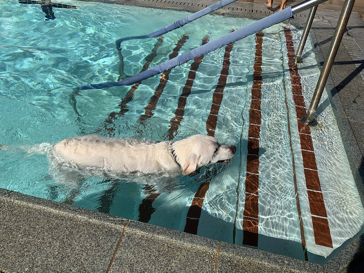 (Hali Bernstein Saylor/Boulder City Review) Tanner, a Labrador, climbs out of the pool after re ...