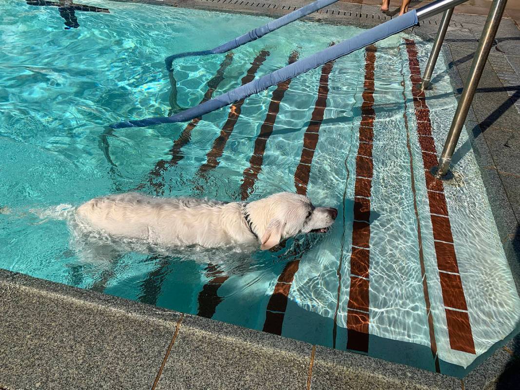 (Hali Bernstein Saylor/Boulder City Review) Tanner, a Labrador, climbs out of the pool after re ...