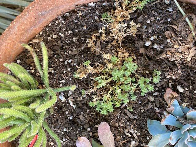 (Photo courtesy Bob Morris) Root rot among succulents can be controlled with copper sulfate dip.