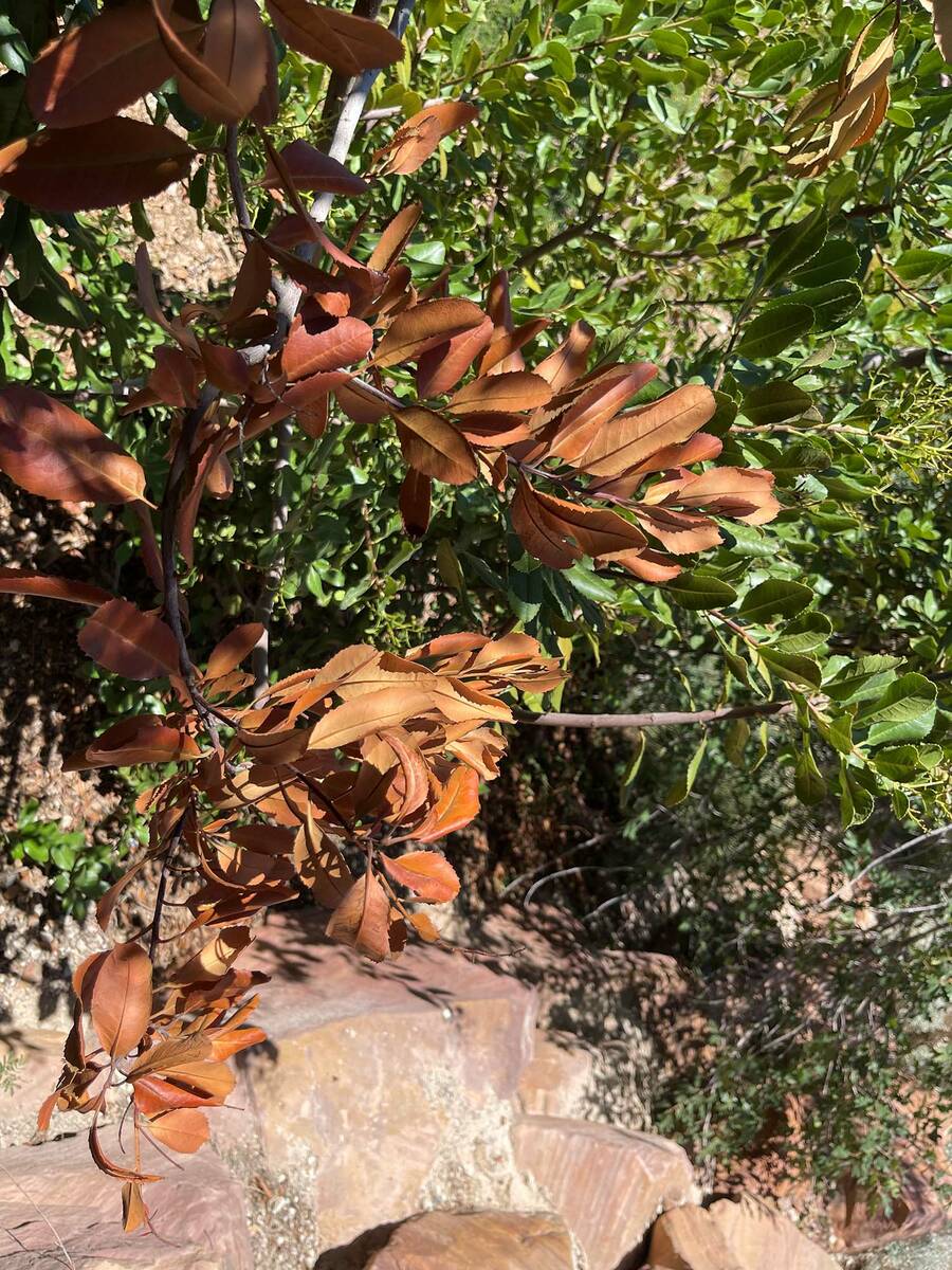 (Photo courtesy Bob Morris) Fireblight may have caused this toyon to die.