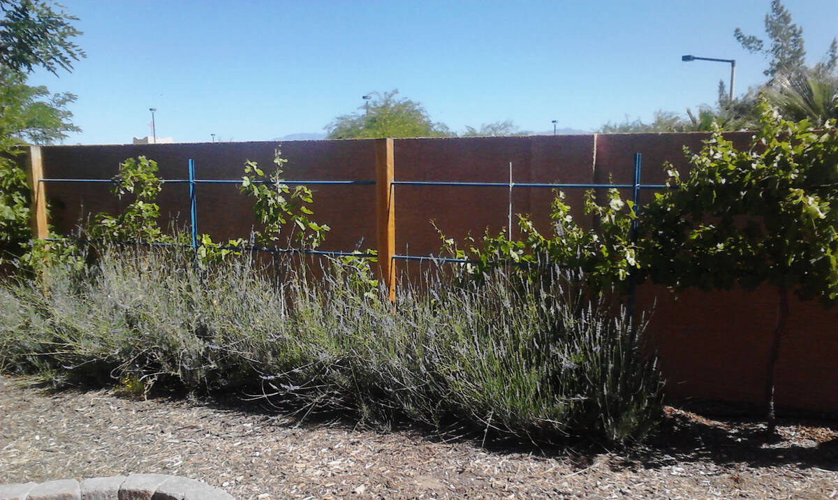 (Photo courtesy Bob Morris) Spanish lavender, seen growing near grapes, handles our desert&#x20 ...