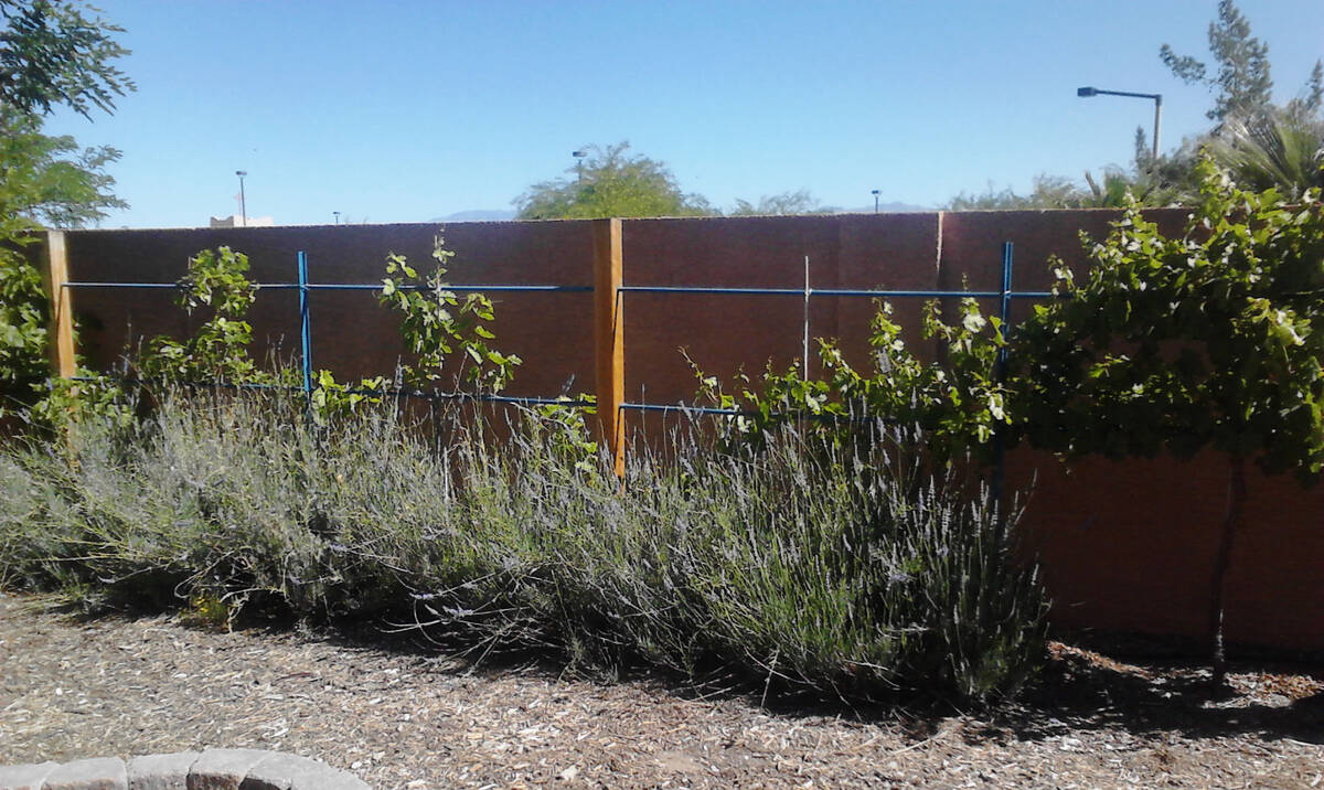 How To Grow Lavender In The Desert