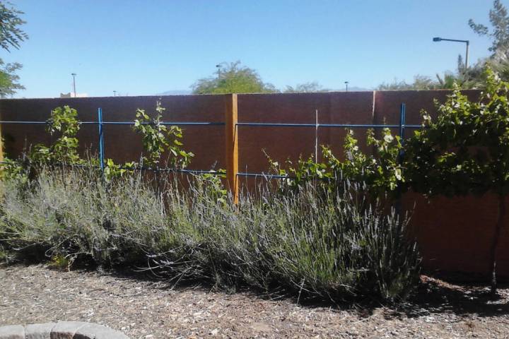 (Photo courtesy Bob Morris) Spanish lavender, seen growing near grapes, handles our desert&#x20 ...