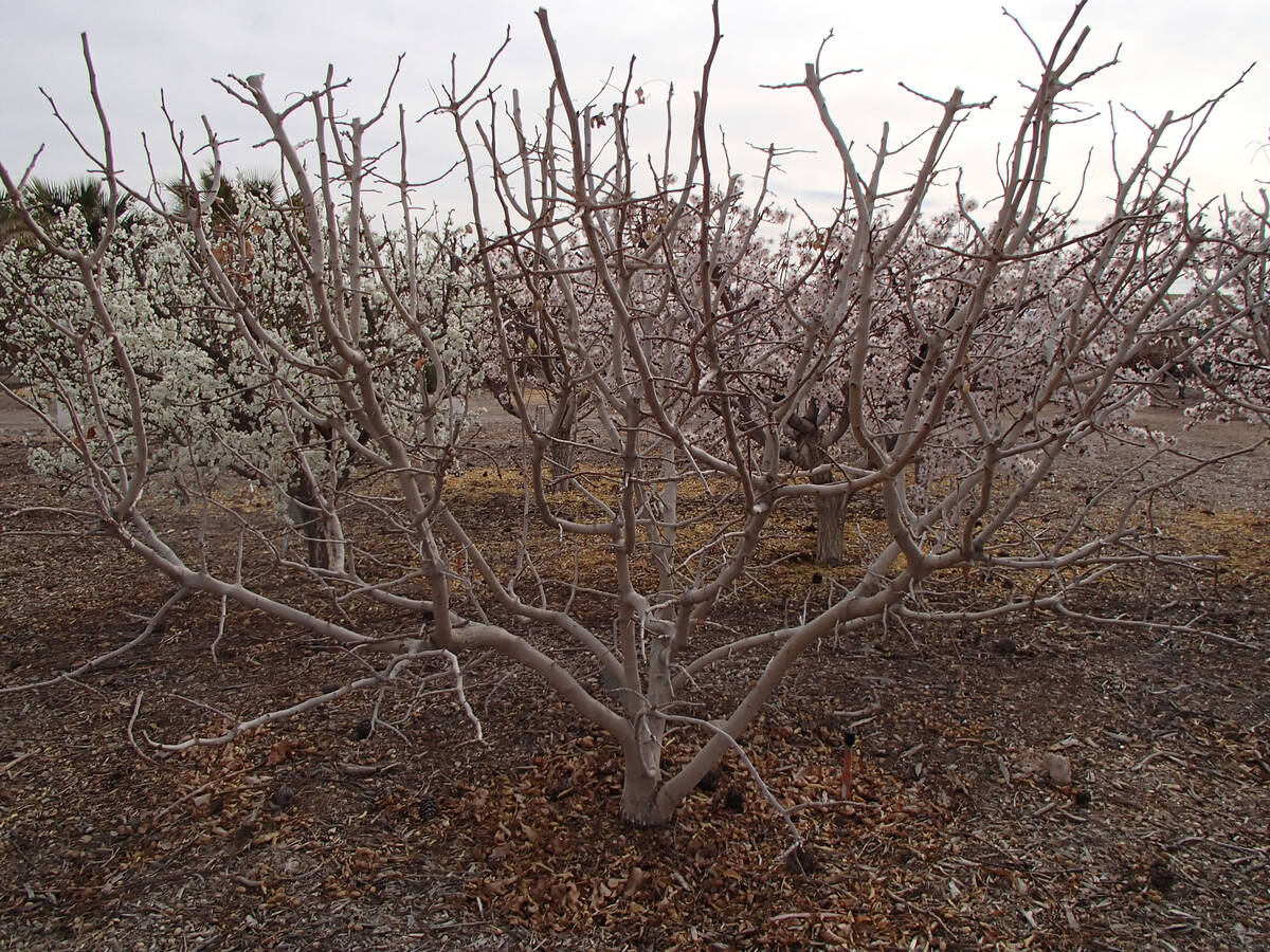 (Photo courtesy Bob Morris) Pistachio trees should be kept at least 10 feet apart. Keep the lim ...