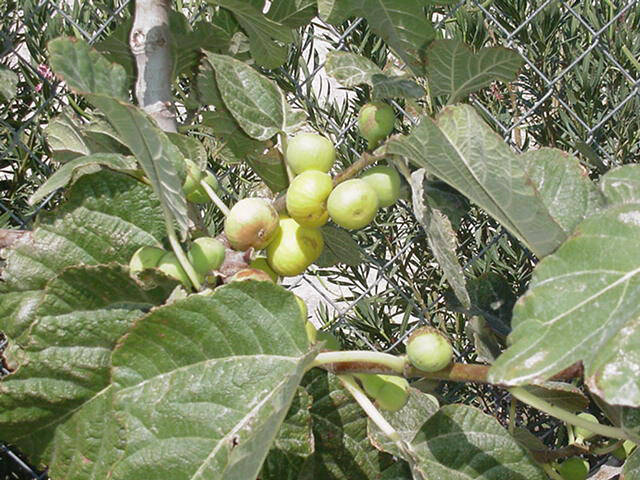 (Photo courtesy Bob Morris) Kadota is one of several types of figs that grow well in Southern N ...