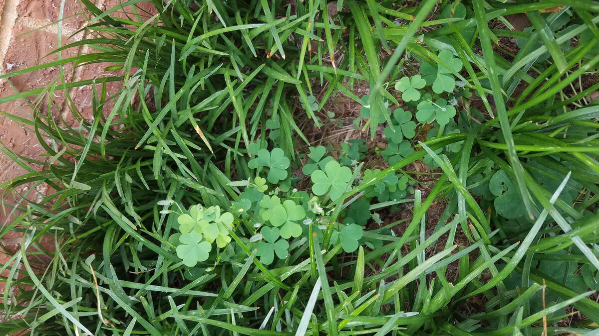 (Photo courtesy Bob Morris) Oxalis as a weed. It can be controlled in a lawn with chemicals or ...