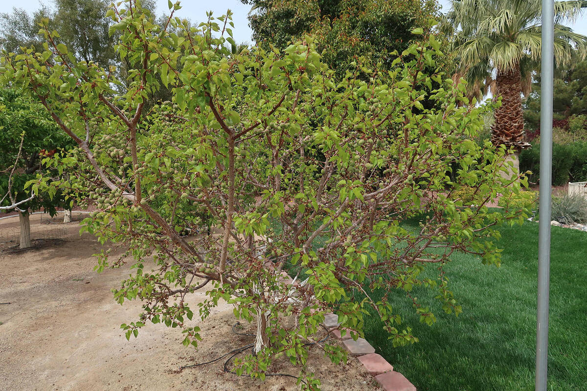 Birch Trees Have Problems<br>Lack of Water and Borers - HOrT COCO-UC  Master Gardener Program of Contra Costa - ANR Blogs