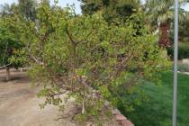 (Photo courtesy Bob Morris) This apricot tree is getting water and fertilizer from the nearby l ...
