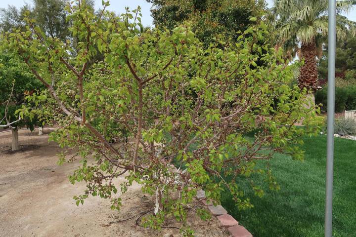 (Photo courtesy Bob Morris) This apricot tree is getting water and fertilizer from the nearby l ...