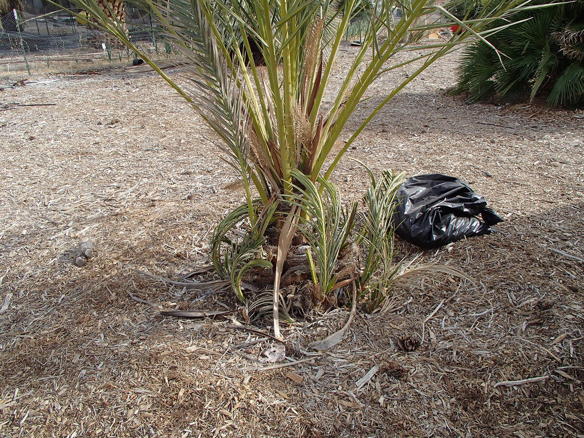 (Photo courtesy Bob Morris) Some palms, like this date palm, produce suckers from the bottom ar ...