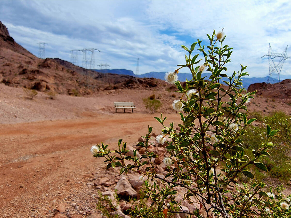 (Natalie Burt/Special to the Boulder City Review) A creosote bush has gone to seed on a part of ...