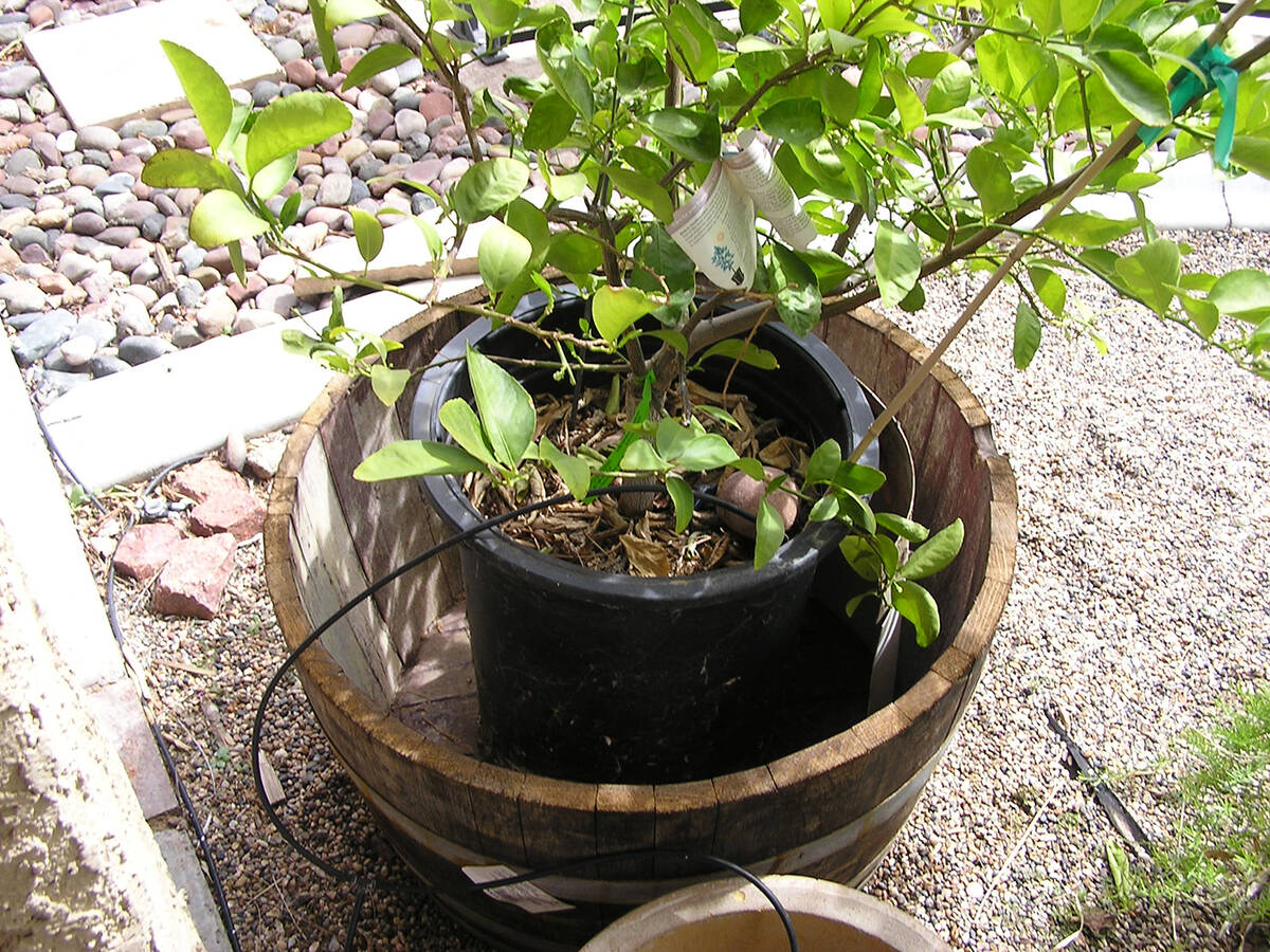 (Photo courtesy Bob Morris) A citrus tree can be replanted in half of an oak barrel. How often ...