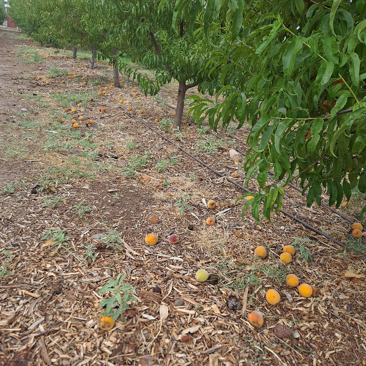 (Photo courtesy Bob Morris) Recommendations about what type of fruit tree to plant in the area ...