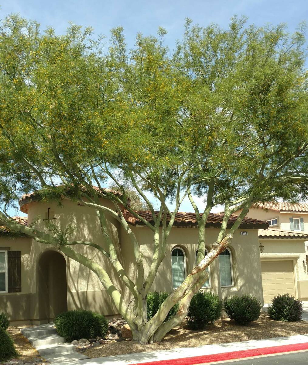 (Photo courtesy Bob Morris) Palo verde trees are xeric, or low in water use, and can provide shade.
