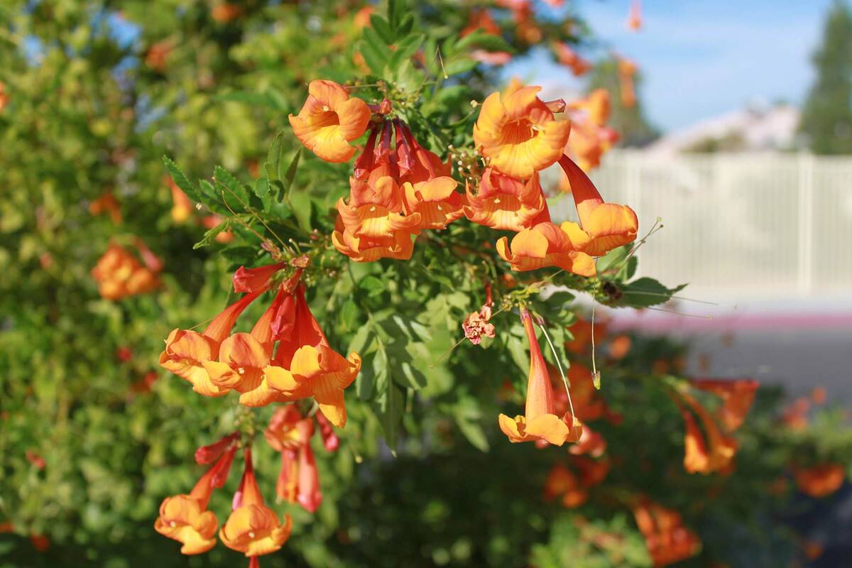 (Photo courtesy Bob Morris) Flowers from one of the bells shrubs can be found on a tour of the ...