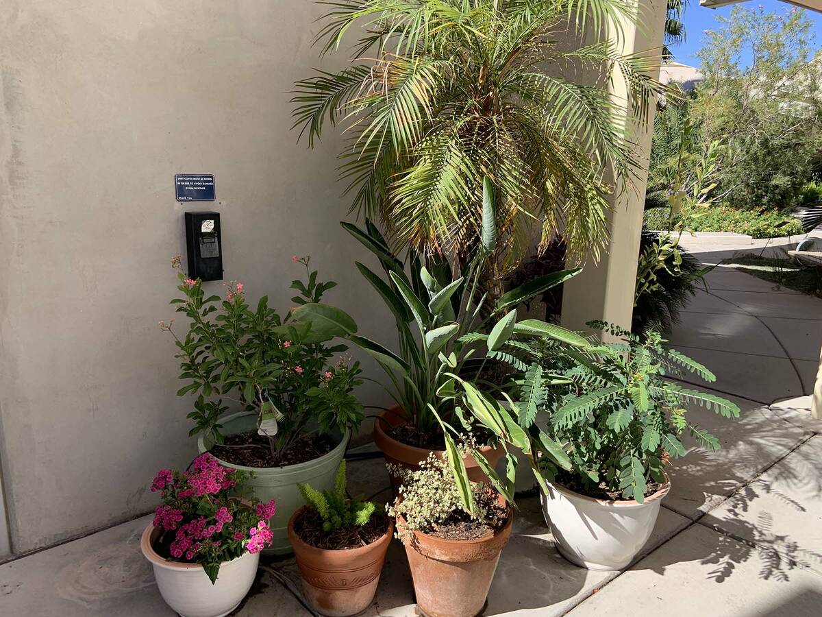 (Photo courtesy Bob Morris) Container plants will do well in this area and can be found on the ...