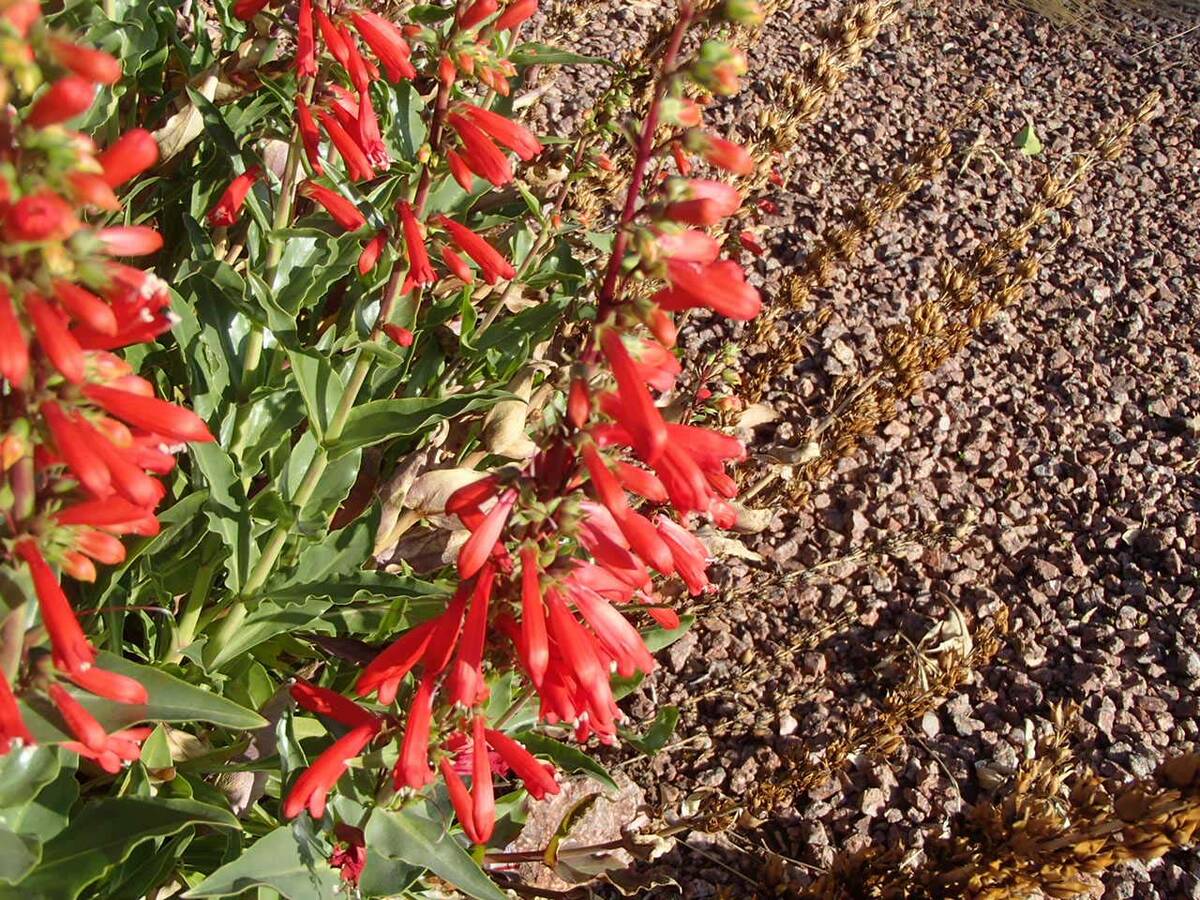 (Photo courtesy Bob Morris) A red penstemons will provide color in a desert landscape when it r ...