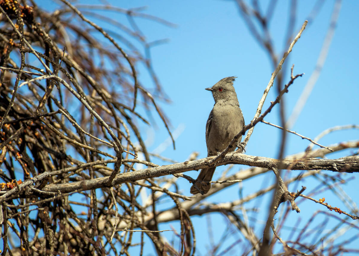 (L.E. Baskow/Las Vegas Review-Journal) A Phainopepla rests on a tree branch within the Avi Kwa ...