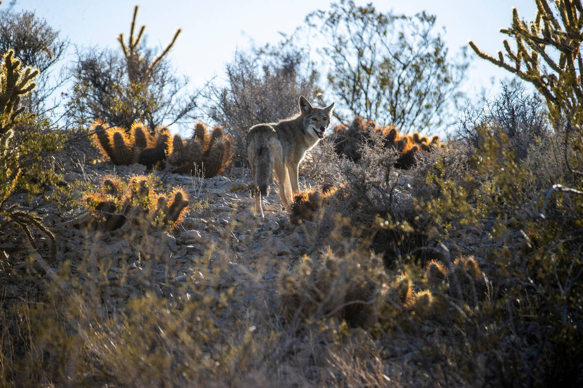 (L.E. Baskow/Las Vegas Review-Journal) A coyote makes his way through the cactus and other grou ...