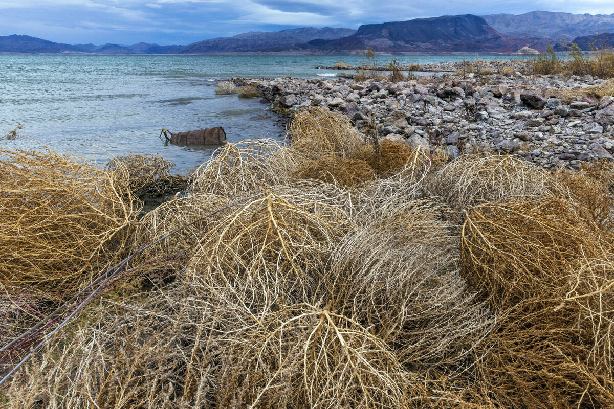 (L.E. Baskow/Las Vegas Review-Journal) A barrel is exposed near tumbleweed at Lake Mead on Boul ...
