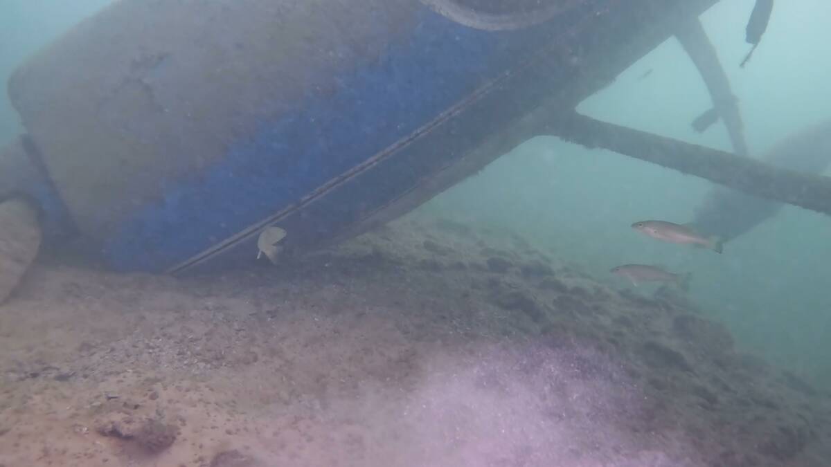 (Image courtesy Earth Resource Group) Fish swim around the wrecakge of a Cessna 182C that made ...
