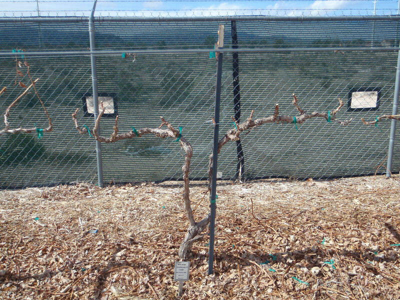 (Photo courtesy Bob Morris) Spur pruning on a grape leaves “spurs” about a one-ha ...