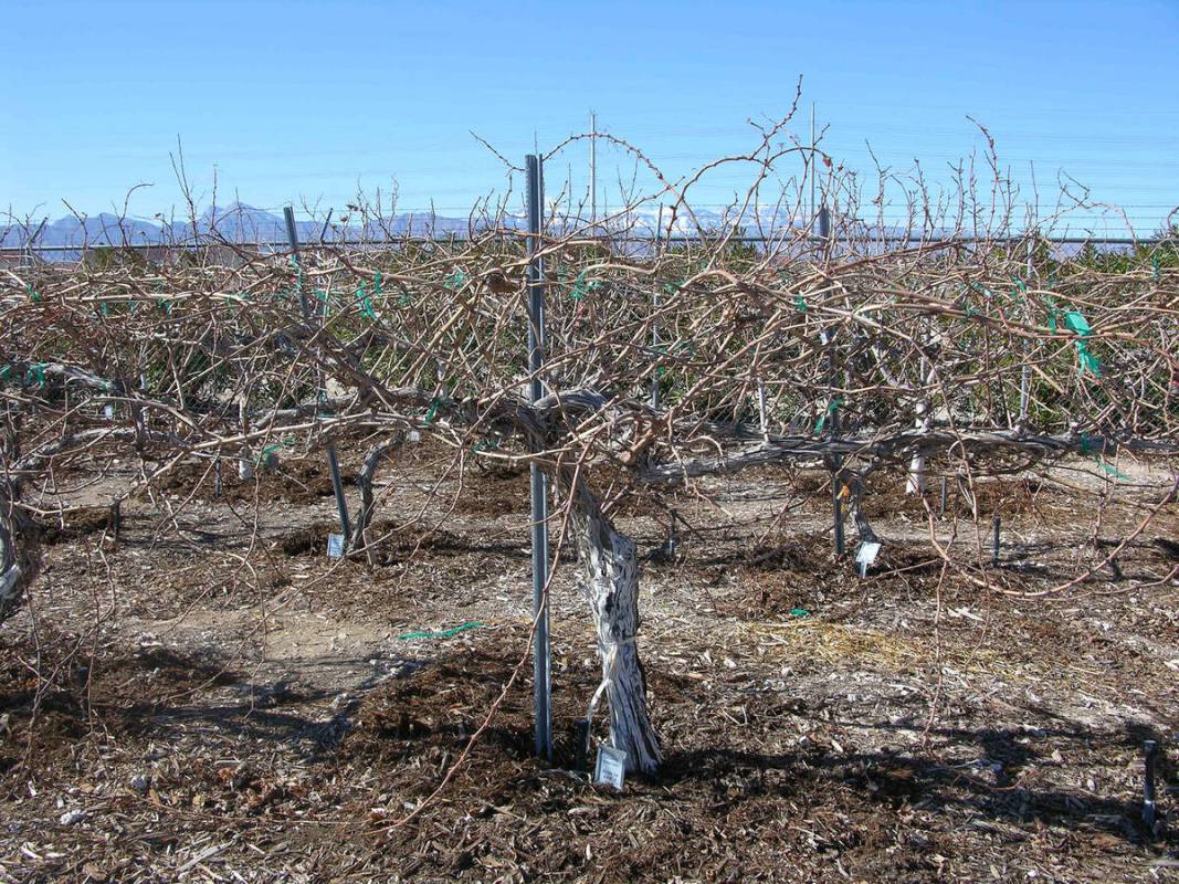 (Photo courtesy Bob Morris) This grape vine needs pruning to remove tangled growth.