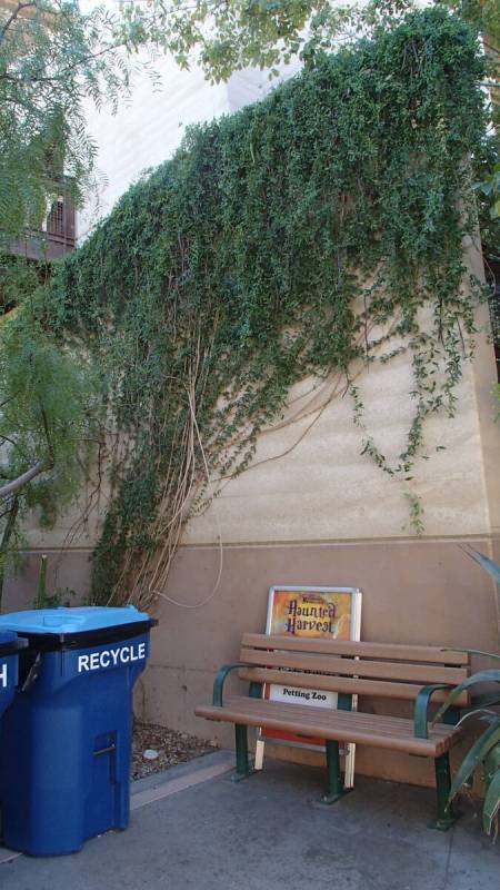 (Photo courtesy Bob Morris) When cat claw vines climb a wall, they help reduce the heat for nea ...