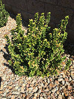 (Photo courtesy Bob Morris) The yellowing leaves shows how poorly this green spire euonymus tol ...
