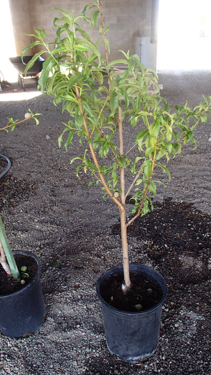(Photo courtesy Bob Morris) This 5-gallon fruit tree has good branch structure and size. Roots ...
