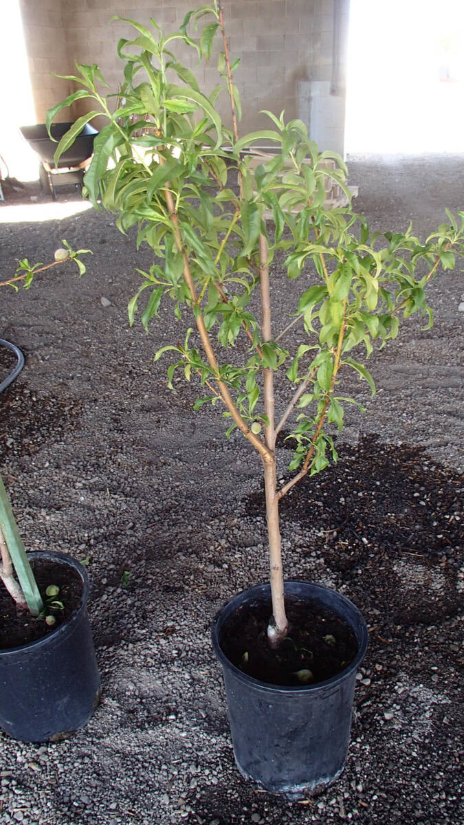 Which fruit trees are best suited to Las Vegas climate?, Bob Morris, Local