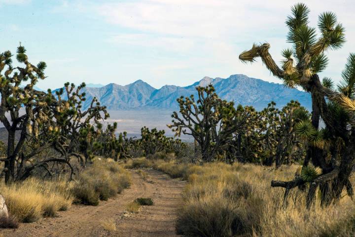 (L.E. Baskow/Las Vegas Review-Journal) Joshua Trees cover the landscape within the Wee Thump Jo ...