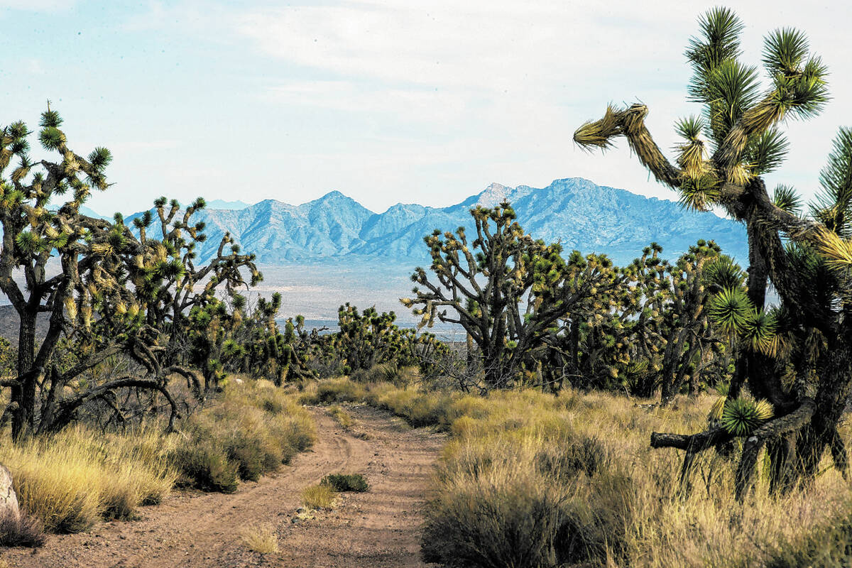 Joshua Trees cover the landscape within the Wee Thump Joshua Tree Wilderness Area as Spirit Mou ...