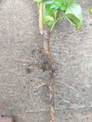 Rooted stem cutting. Stick twice as many cuttings as you need to make sure you get enough. Use ...