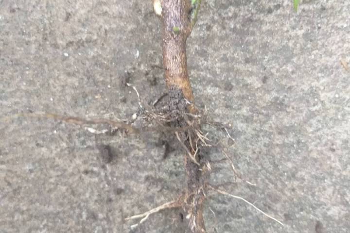 Rooted stem cutting. Stick twice as many cuttings as you need to make sure you get enough. Use ...